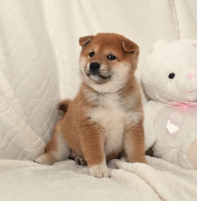 Czerwona suczka Shiba Inu FCI ZKwP gotowa do odbioru