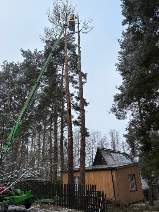 Wycinka  Drzew. Pielęgnacje ogrodów