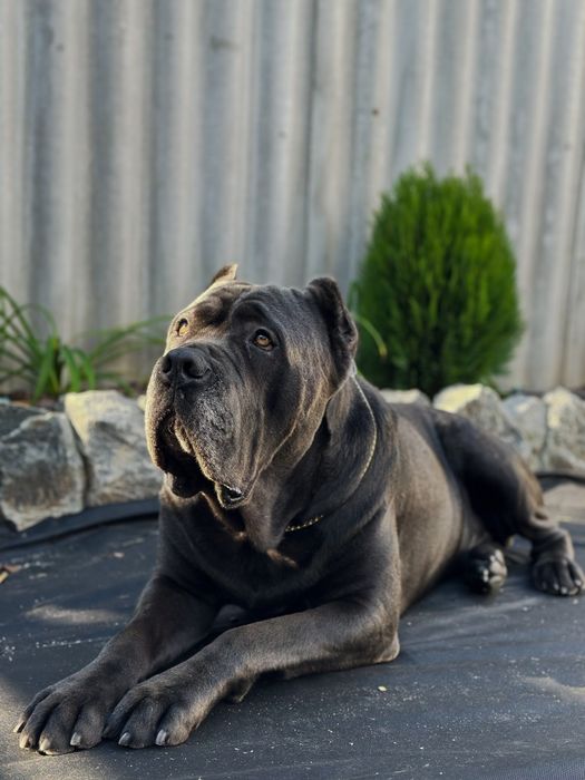 Вязка кане корсо ,кобель с документами