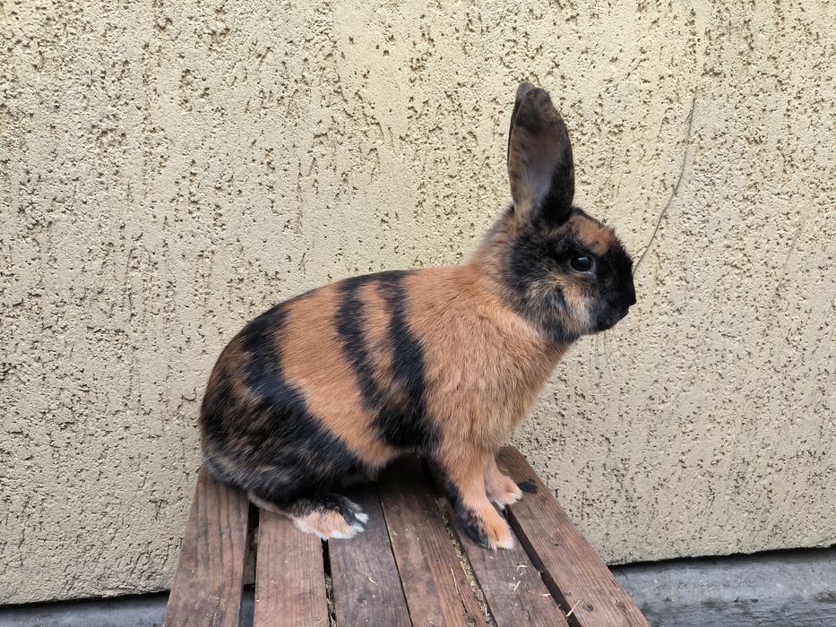 Японський кролик