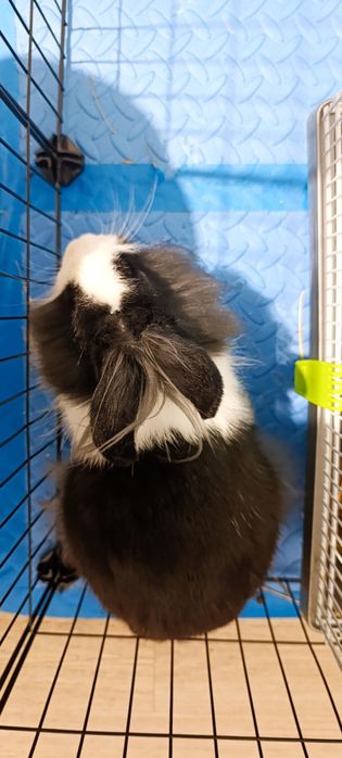 Królik samiczka 7 miesięcy , klatka poidełko, kojec