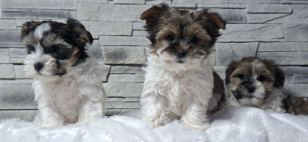 Piesek York biewer miniaturowy z metryką