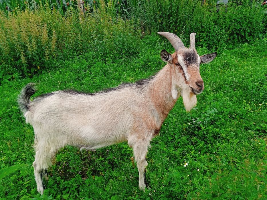 Kozioł wykastrowany