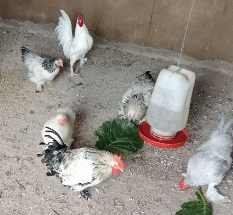 Vendo galo da Índia romano cinzento