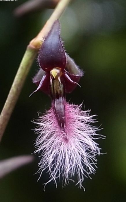 Мініатюрна орхідея Bulbophyllum saltatorium var, albociliatum