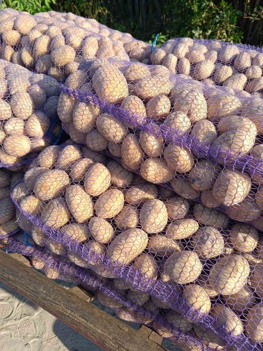 Картопля велика та насінна оптом доставка