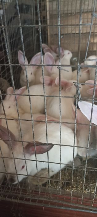 Продам кроленнят Каліфорнійці