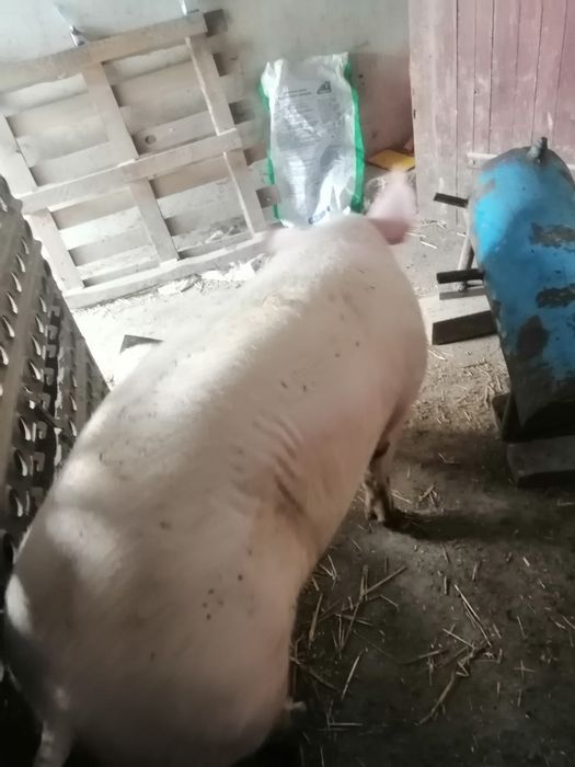 Осіменіння свиней