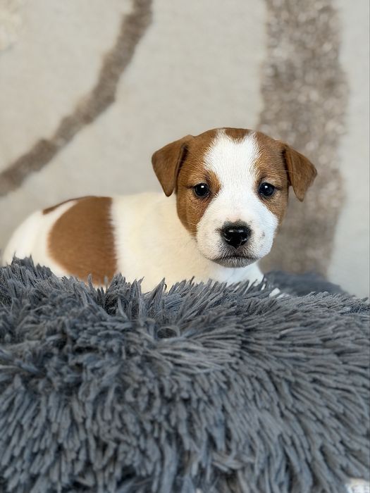 Piesek gladkowlosy Jack Russell terrier ZKWP/FCI