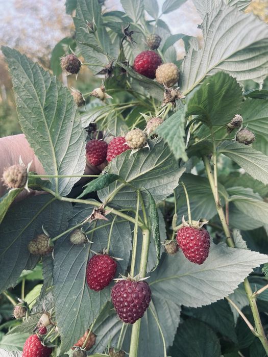 Sprzedam sadzonki maliny jesiennej Poemat