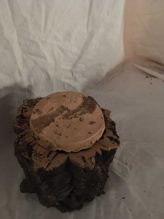 vasos de cortiça natural.