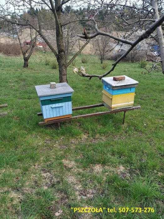 Przezimowane pszczoły na ramce wielkopolskiej