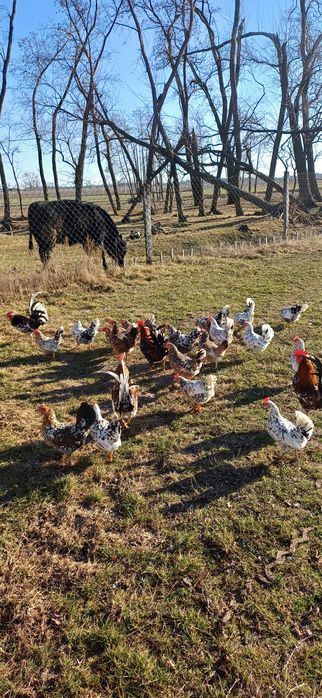 Jaja lęgowe liliputów porcelanowych.