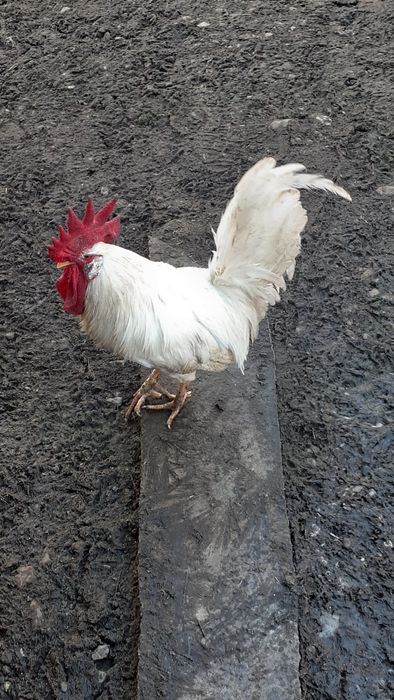 Півень, кугут, кури