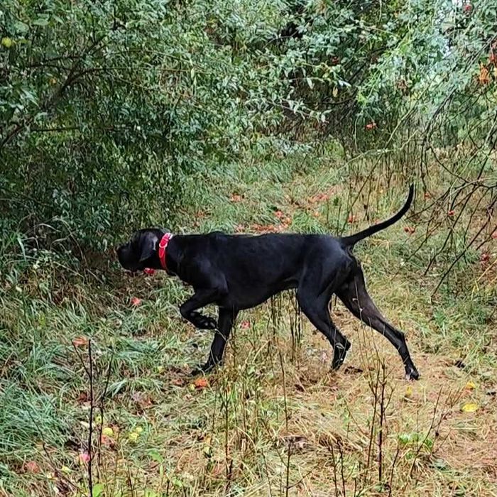 Pointer wyżeł angielski- rezerwacja na szczeniaka maj 2026