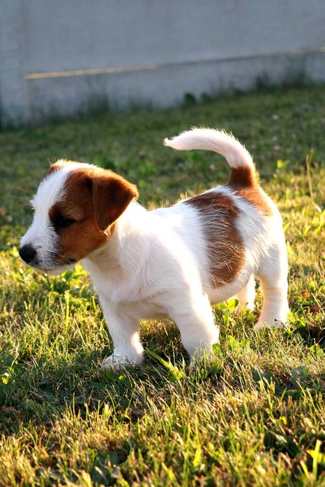 Jack Russell Terrier- piesek- ZKwP (FCI)