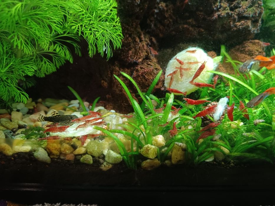 Camarões Neocaridina Red Fire