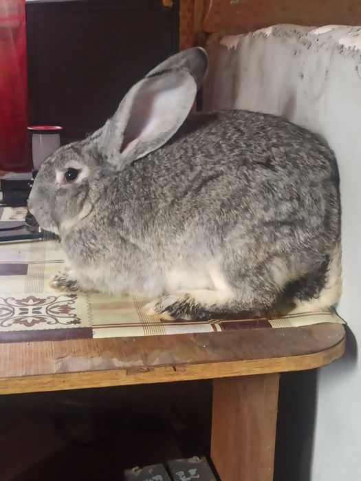 Продам молодих кроликів