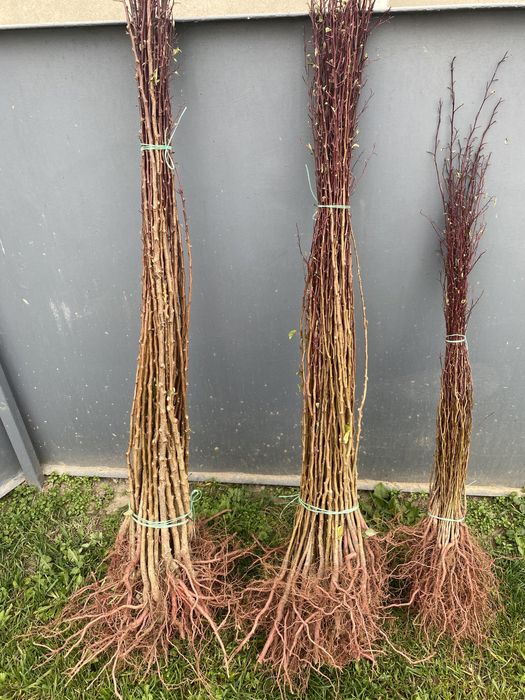 Підщепа аличі,жерделі,дички грушки,антипки,айва сідо, манжурки,хурми