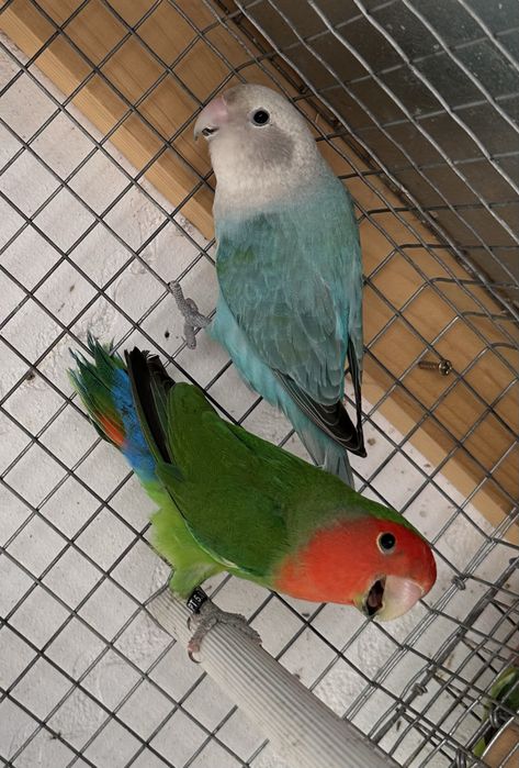 Casal agapornis longfeather