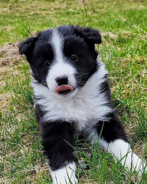 Чистокровні Border Collie