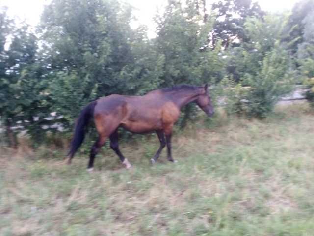 Wałach Wielkopolski