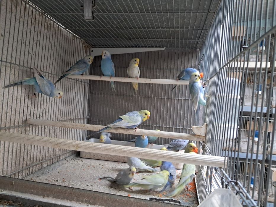 Piriquitos australianos arco íris