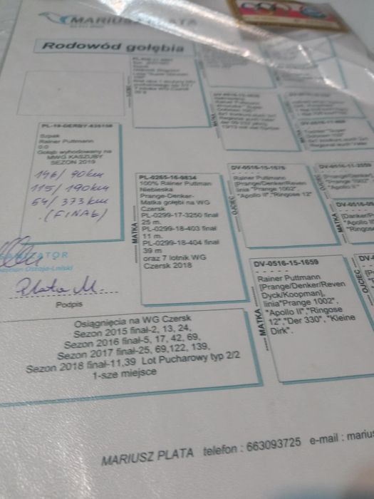 Gołąb pocztowy  sprzedam