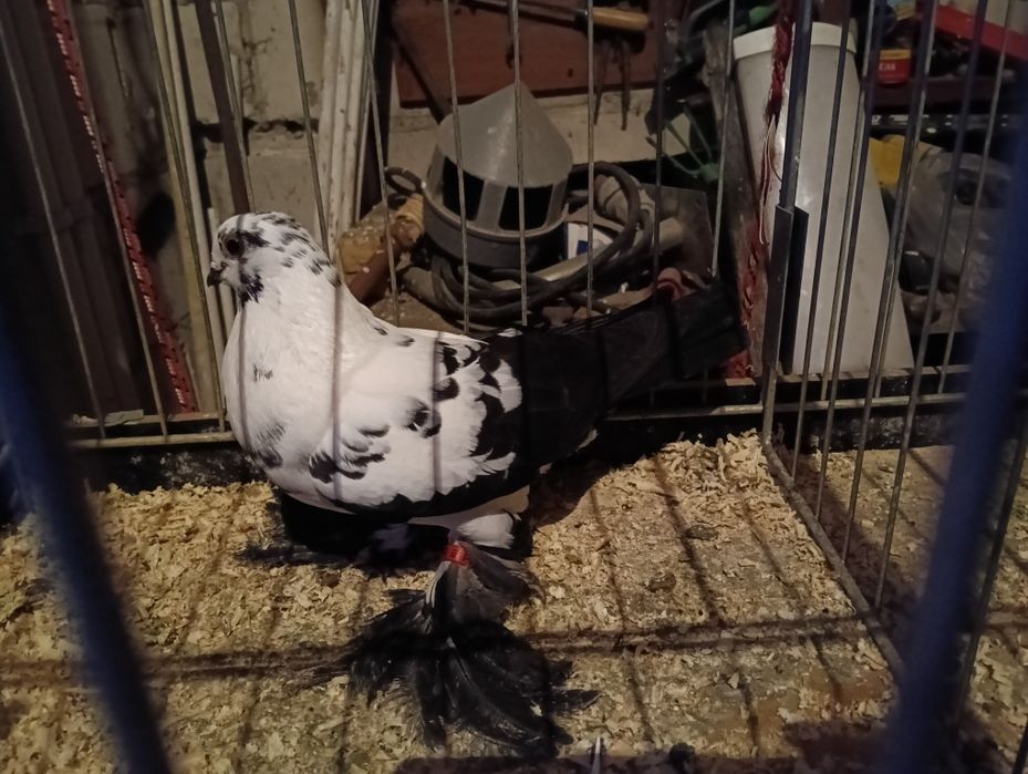 Gołębie widyny czarne i żółta