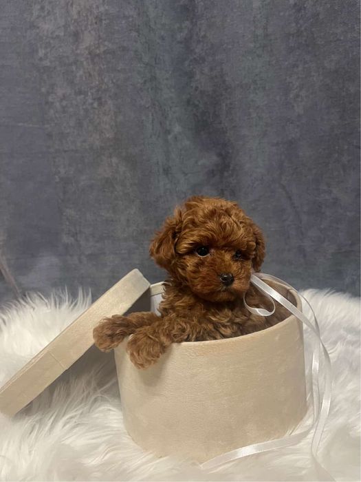 Цуценята Той Пуделя