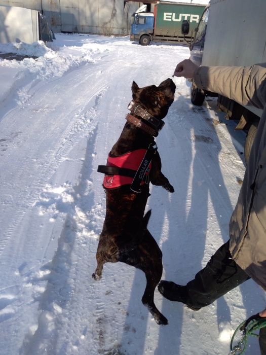 Вязка. Шикарний хлопчик СТАФ для вязки!