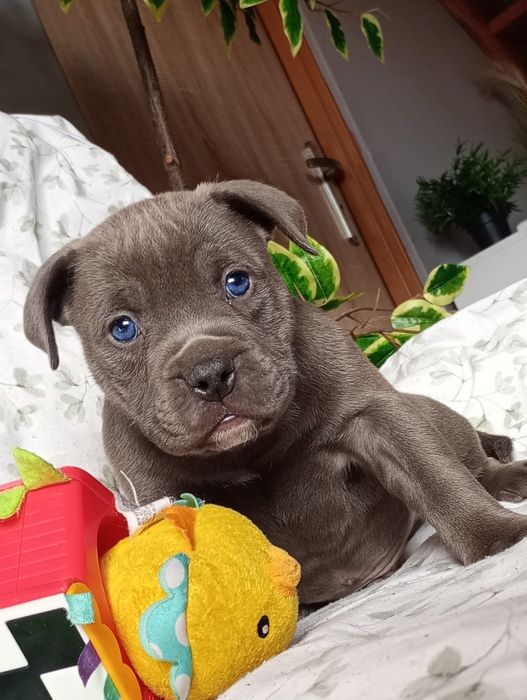 Amerycan Stanford terier  amstaff