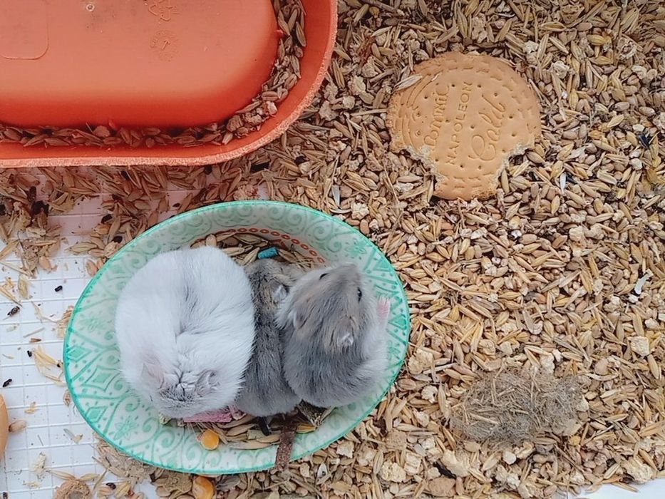 Хомячки Кременчуг