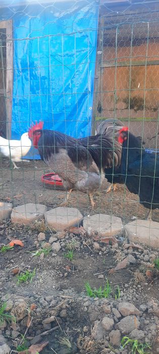 Ovos Galados Jersey Gigante Negro ou Azuis