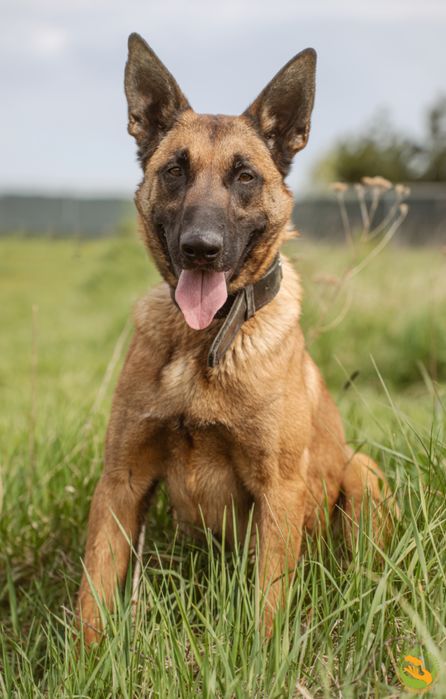 Ares owczarek belgijski malinois do adopcji