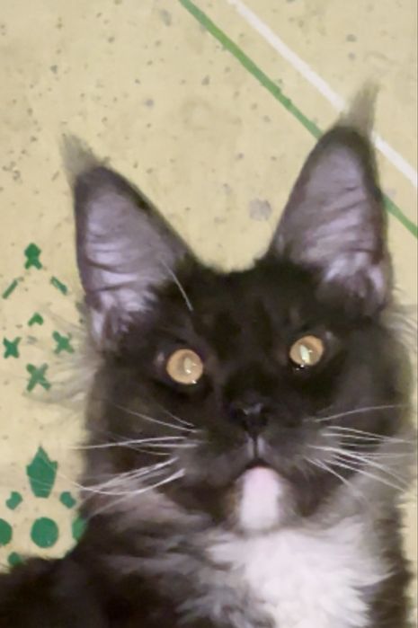 В добрые руки девочка полидакт