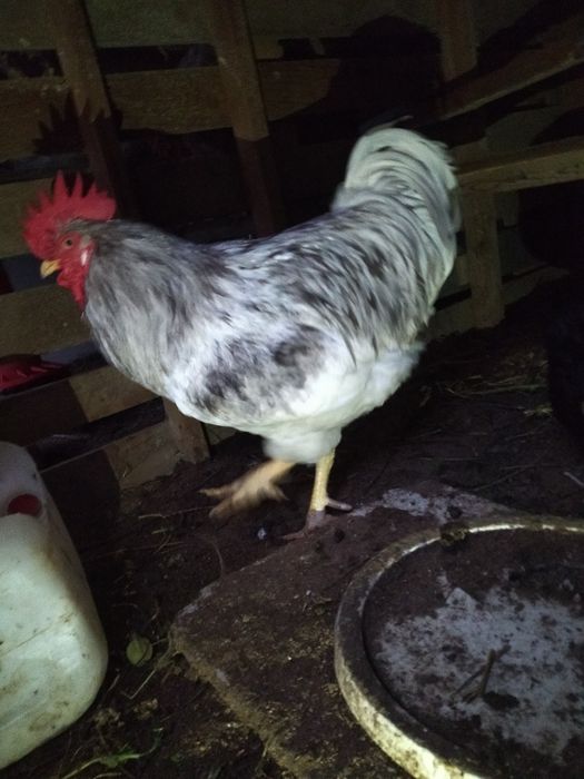 Ovos galados  para incubação