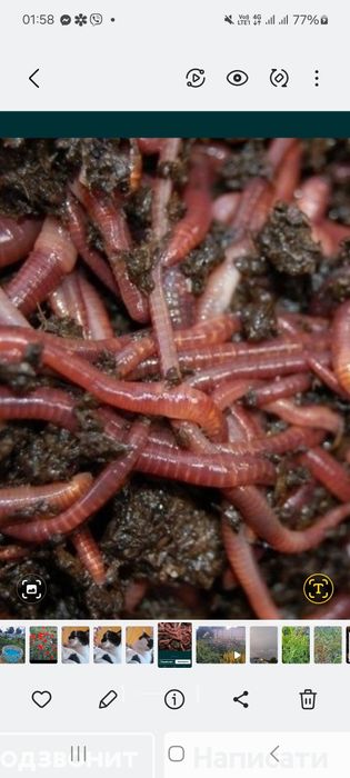 Черв'яки для рибалки