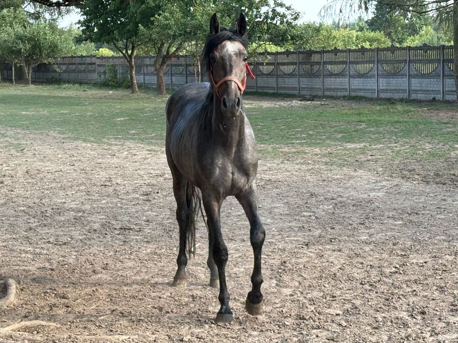 Siwy Ogier Małopolski 154 cm Sprzedaż/Zamiana