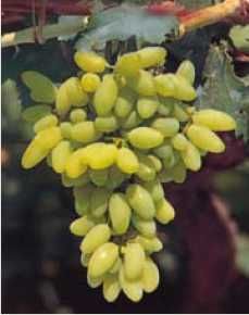 Videira de Uvas DEDO DE BRUXA Compridas BRANCAS - Apenas envios