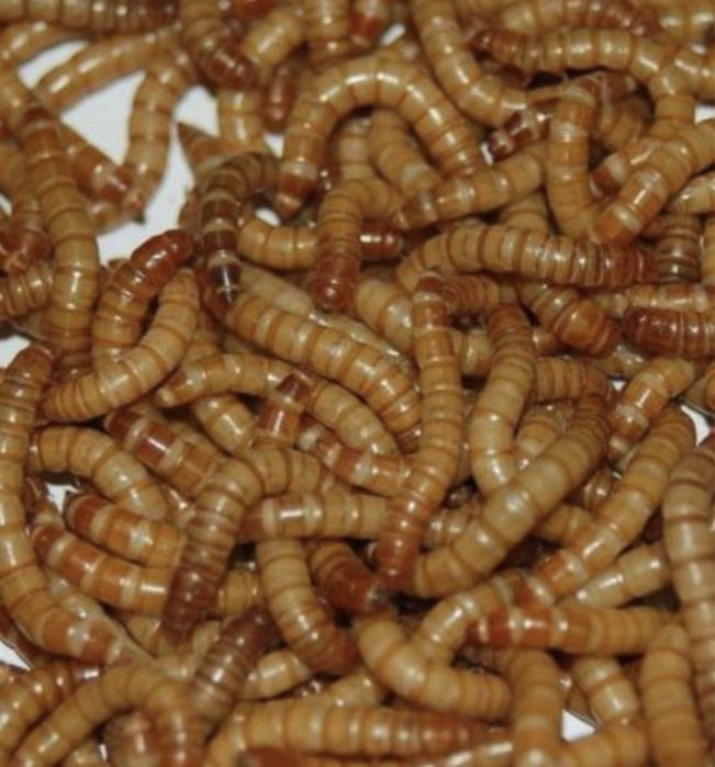 Мучной червь