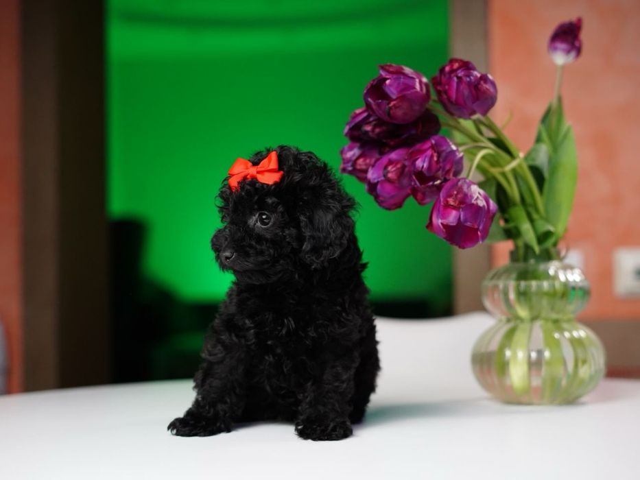 Хлопчик мальтіпу — добрий, грайливий та вихований