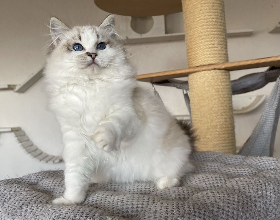 Ragdoll kocurek Zack - seal lynx bicolor, rodowód FPL