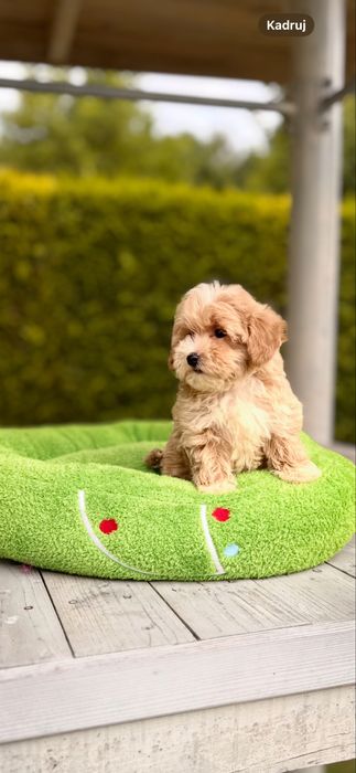 Pieknie umaszczone maleńkie maltipoo