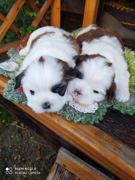 Цуценята породи Ши тцу