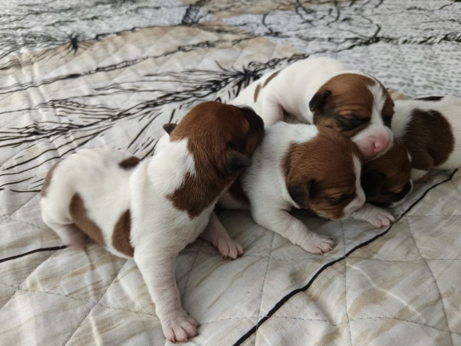 Jack Russell Terrier