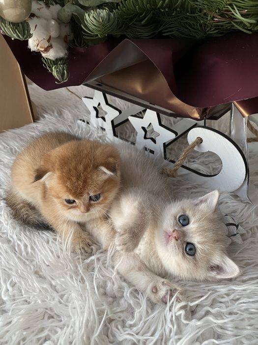 Новорічні кошенята в золотому окрасі