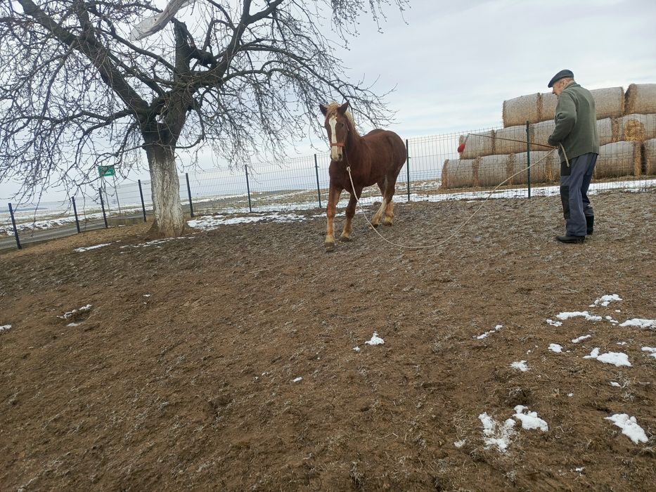 Sprzedam Ogierka PKZ