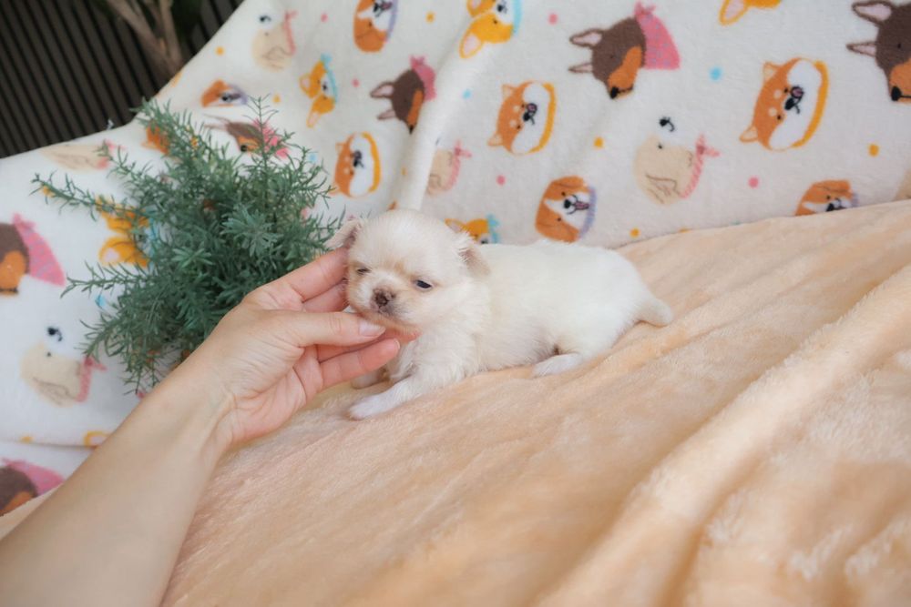 Chihuahua branco olhos azuis . Menino . Pêlo Longo.  Lindo demais.