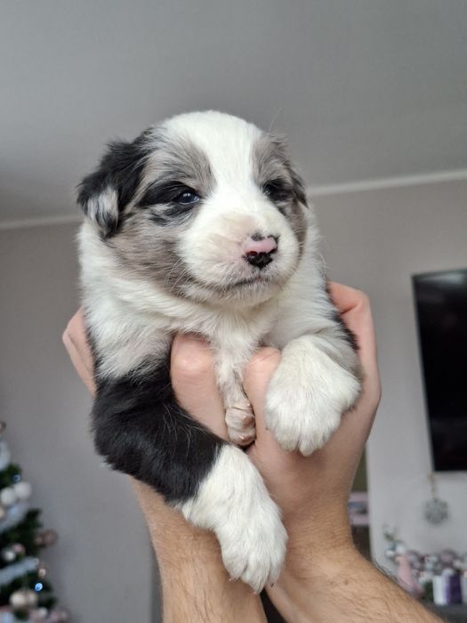 Border Collie piesek